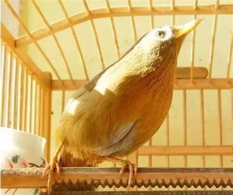 畫眉鳥可以養嗎|遛畫眉鳥的講究及禁忌 養鳥須知 – 寵物百科